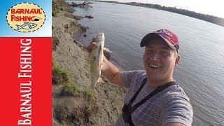 ДВА ЗАБРОСА ,ДВА ЯЗЯ!!! ПЕТЬКЕ  ПОВЕЗЛО.РЫБАЛКА НА ОБИ (Barnaul Fishing)