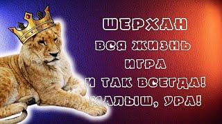 Шерхан играется и пусть у него в жизни всегда будет хорошее настроение и здоровье!