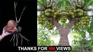 Wonderful Technique Discover How Grafting Coconut Trees grow faster