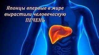 Японцы впервые в мире вырастили человеческую печень /Human liver from iPS-cells grown in Japan