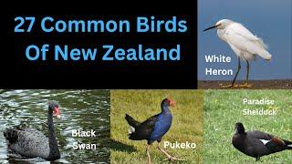 27 Common Birds Of New - Zealand