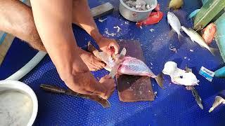 #amazingfishcuttingtechniques #fishcutting |starry triggerfish fish cutting