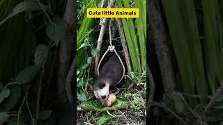 Cute little Animals #animals #funny #animal #foryou #viralvideo #shorts