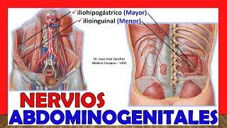  Anatomía de los NERVIOS ABDOMINOGENITAL MAYOR Y MENOR (ilioinguinal e iliohipogástrico)