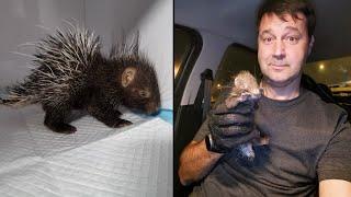 A very unusual find. The story of a baby porcupine.