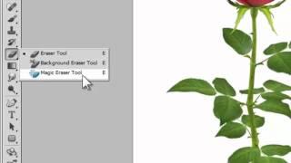 Adobe Photoshop - How to Remove Backgrounds with the Magic Eraser Tool