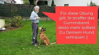 GEFAHR!!! Wenn der Hund loslässt, dann... #IGP #Hundesport #Malinois