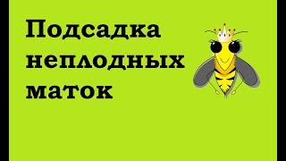 Подсадить НЕплодную матку легко,  при одном условии...