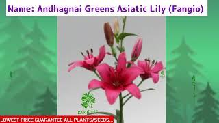 Andhagnai Greens Asiatic Lily (Fangio)