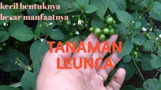 Tanaman Leunca