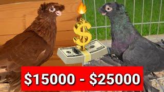 РЕАЛЬНО ЛИ ЗАРАБОТАТЬ $15 000 НА ГОЛУБЯХ. Узбекские двухчубые голуби. Tauben. Pigeons