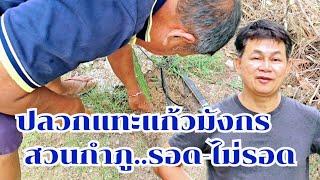 ปลวกแทะแก้วมังกร สวนกำภูรอด-ไม่รอด? #บ้านสวนกำภูEp1133