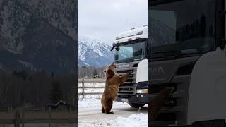 Animals Warning to Humans #animals  #rescue  #bear