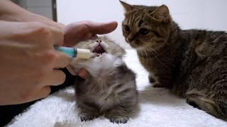 Mother cat seems to want to eat baby food just like her kittens!