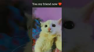 you my friend now ️ #lucycat #persiancat #shortvideo