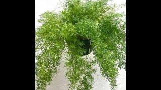 How to grow  Beautiful Asparagus Fern