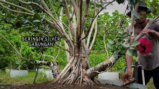 Advanced Process of Making a Combined Silver Banyan Bonsai From Zero