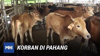 Korban Di Pahang | MHI (21 Julai 2021)