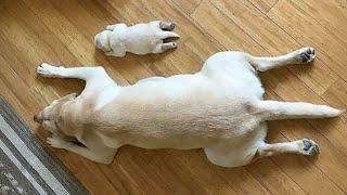 The Funniest Labradors Dog of 2024  Funniest DOGS videos