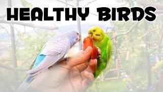 The Ultimate Guide to Budgie Diets & Feeding!