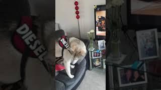 Husky singing to corrie theme tune