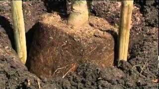 How to plant a mature tree