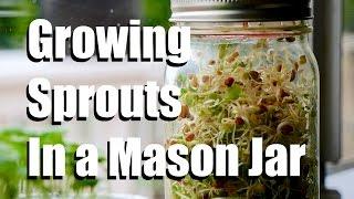 How to Grow Sprouts Indoors in a Mason Jar, No Soil Required // Growing Your Indoor Garden #2