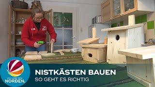 Nistkästen für Vögel: NABU Niedersachsen verrät, worauf es beim Bau und der Montage ankommt