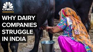 Why Big Dairy Companies Struggle In India