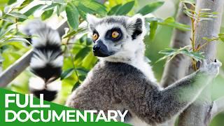 Wild Madagascar - Fantastic Creatures | Free Documentary Nature