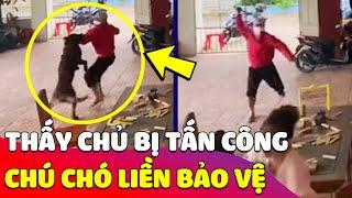 Thấy chủ nhà bị 'GIANG HỒ TẤN CÔNG', chú Chó liền xông ra 'BẢO VỆ' như người hùng  Gâu Đần