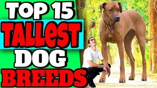 Top 15 Tallest Dog breeds - Worlds Tallest Dogs List