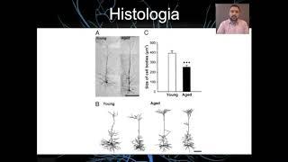 AULA 6: Fisiologia do Envelhecimento e Sistema Nervoso