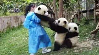 Ой Смешные и милые панды, подборка