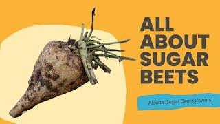 All About Sugar Beets (1/3) - Alberta Sugar Beet Growers