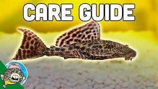 Pleco Fish Care - Plecostomus - Aquarium Co-Op