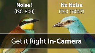 How to REDUCE NOISE in your Wildlife Photos - WITHOUT Post-Processing OR Noise Reduction Software!