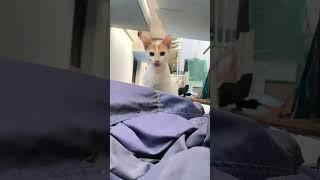 Meoww  #love #comedy #ourfirstflight #funny #tarunpandu2000 #viral #love