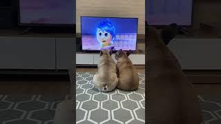 Dogs Heartbreaking Reactions To SADDEST Movie Scene 