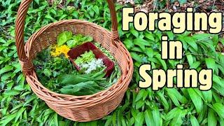 Foraging Walk in Spring- Wild Edible Greens and Flowers 