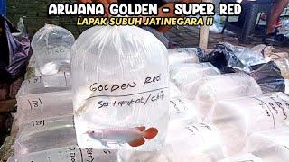 ARWANA GOLDEN - SUPER RED LAPAK SUBUH JATINEGARA‼️PASAR IKAN HIAS JATINEGARA‼️