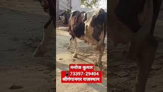 HF cross breed cow for sale!! दो दांत!! एच एफ साहीवाल क्रॉस ब्रीड गाय बिकाऊ!! #trending #cow #cross