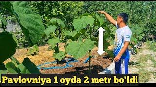 Павловния 1 ойда 2 метр болди буни сири нимада ( Pavlovniya Uzbekistan  )