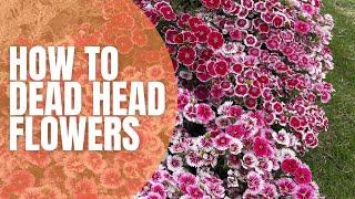  How To Dead Head Flowers || Dead Heading Blooms || Pruning Old Flowers || Planting Seedlings