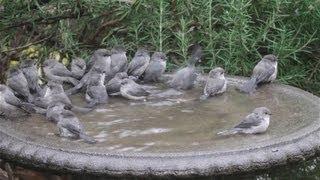 Bushtits flash mob the birdbath