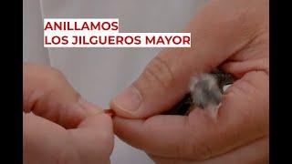 Anillamos los Jilgueros Mayor en el Aviario Paco Domene