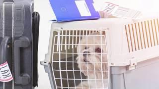 A Look at Therapy Pet Rules by Airline | Airfarewatchdog