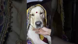 Cute labrador #dog shy on 52 gaj ka daman  | renuka pawar song