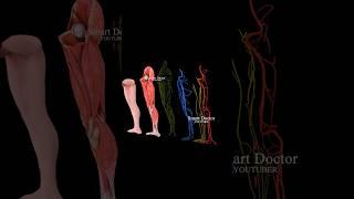 Anatomy of the human leg with all its systems 