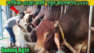 Sadeeq Agro Farm new  Collection 2022 | Big Big Cow Sadeeq Agro Farm 2022